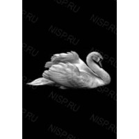 Гравировка животные gravan8