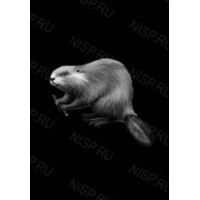 Гравировка животные gravan9